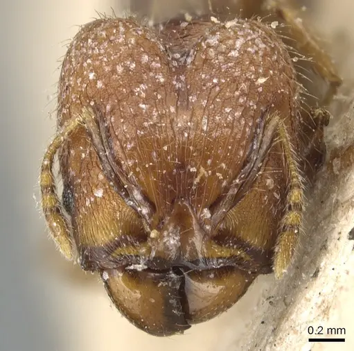 Pheidole magrettii specimen CASENT0904247 image casent0904247_2