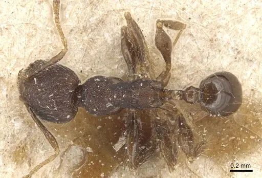 Pheidole magrettii specimen CASENT0904248 image casent0904248_1