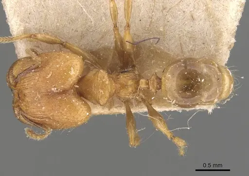 Pheidole magrettii specimen CASENT0907981 image casent0907981_1