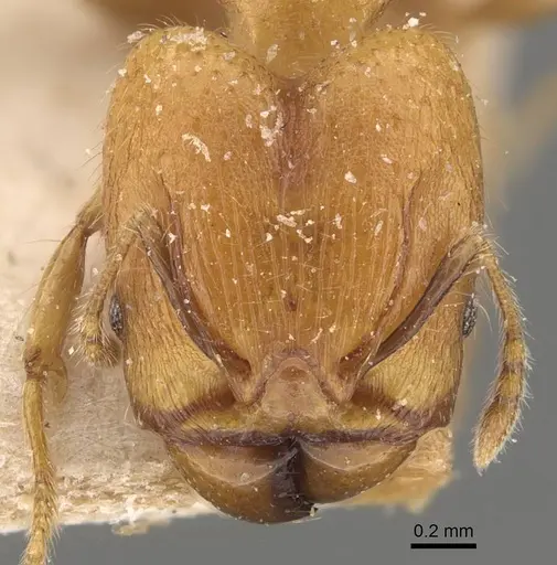 Pheidole magrettii specimen CASENT0907981 image casent0907981_2