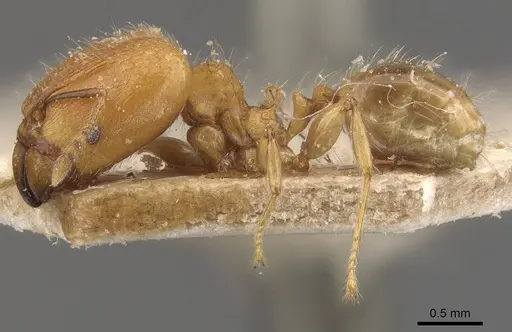 Pheidole magrettii specimen CASENT0907981 image casent0907981_3