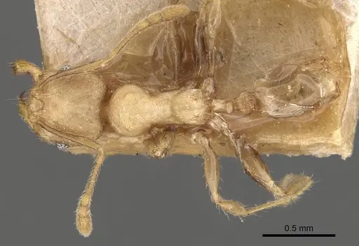 Pheidole magrettii specimen CASENT0907982 image casent0907982_1