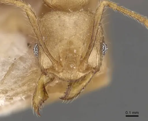 Pheidole magrettii specimen CASENT0907982 image casent0907982_2