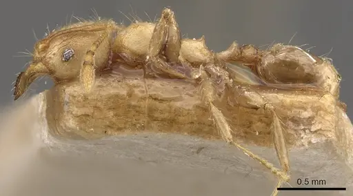 Pheidole magrettii specimen CASENT0907982 image casent0907982_3