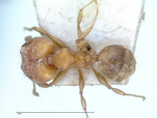 Pheidole magrettii specimen FOCOL0057 image focol0057_1