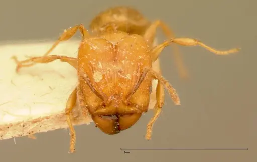 Pheidole magrettii specimen FOCOL0057 image focol0057_2
