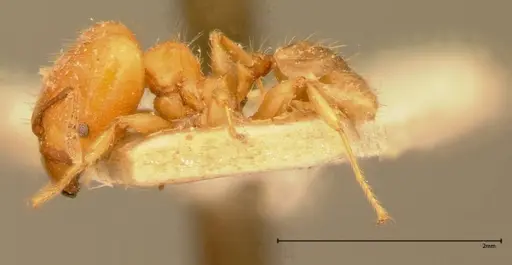Pheidole magrettii specimen FOCOL0057 image focol0057_3