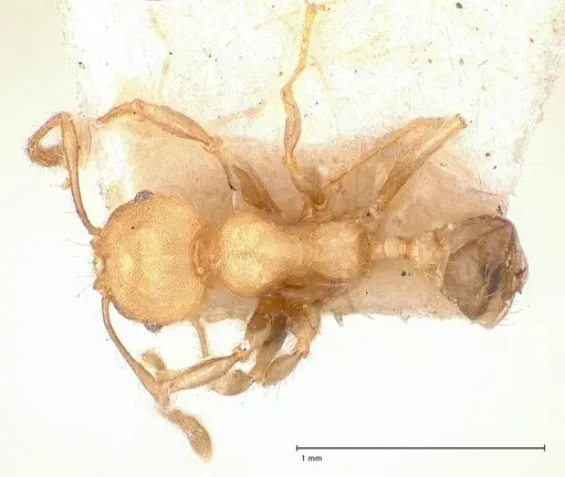 Pheidole magrettii specimen FOCOL0691 image focol0691_1