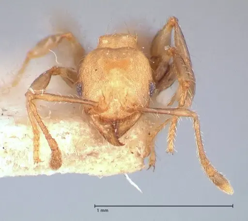 Pheidole magrettii specimen FOCOL0691 image focol0691_2