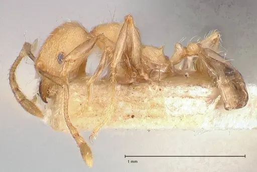 Pheidole magrettii specimen FOCOL0691 image focol0691_3