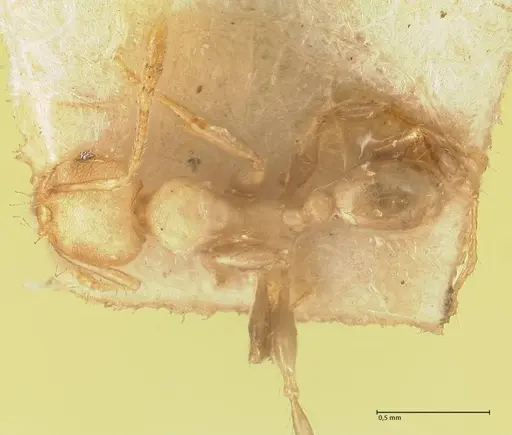 Pheidole magrettii specimen FOCOL1365 image focol1365_1