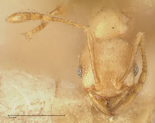 Pheidole magrettii specimen FOCOL1365 image focol1365_2