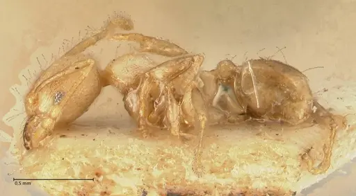 Pheidole magrettii specimen FOCOL1365 image focol1365_3