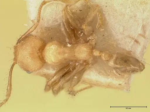 Pheidole magrettii specimen FOCOL1366 image focol1366_1