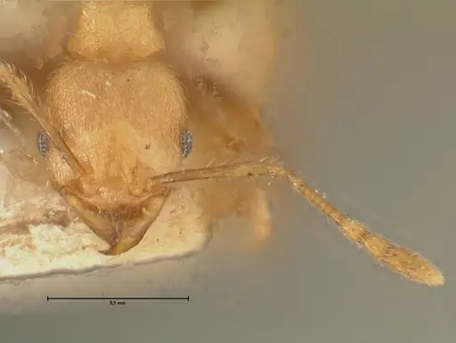 Pheidole magrettii specimen FOCOL1366 image focol1366_2