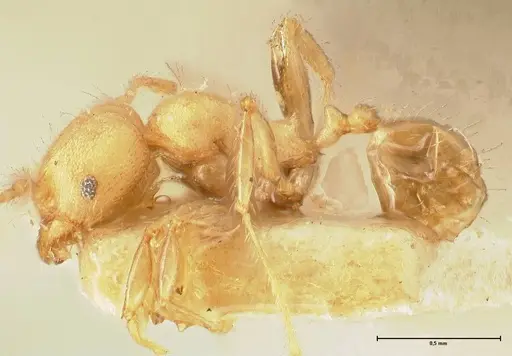 Pheidole magrettii specimen FOCOL1366 image focol1366_3