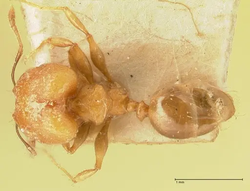 Pheidole magrettii specimen FOCOL1367 image focol1367_1