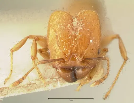 Pheidole magrettii specimen FOCOL1367 image focol1367_2
