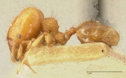 Pheidole magrettii specimen FOCOL1367 image focol1367_3