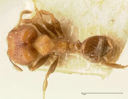 Pheidole magrettii specimen FOCOL1368 image focol1368_1