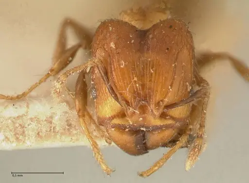 Pheidole magrettii specimen FOCOL1368 image focol1368_2