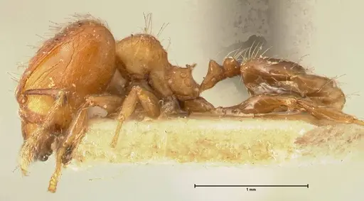 Pheidole magrettii specimen FOCOL1368 image focol1368_3
