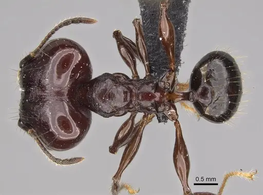 Pheidole mahaboensis specimen CASENT0070925 image casent0070925_1