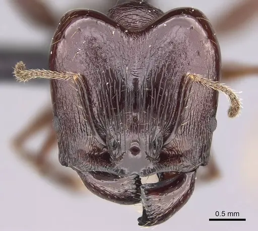 Pheidole mahaboensis specimen CASENT0070925 image casent0070925_2