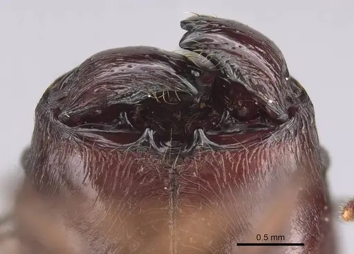 Pheidole mahaboensis specimen CASENT0070925 image casent0070925_3