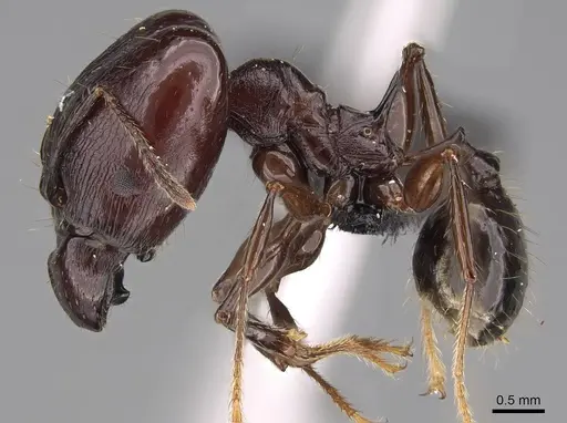 Pheidole mahaboensis specimen CASENT0070925 image casent0070925_4