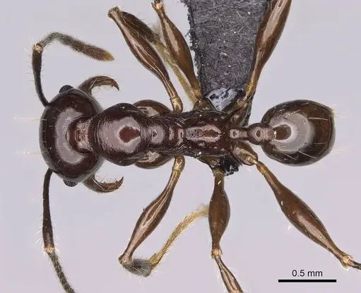 Pheidole mahaboensis specimen CASENT0070926 image casent0070926_1