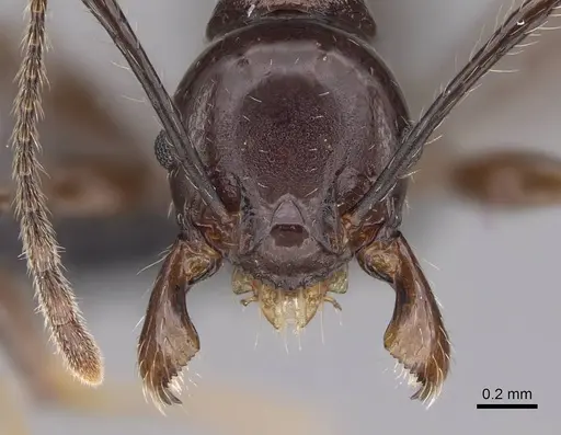 Pheidole mahaboensis specimen CASENT0070926 image casent0070926_2