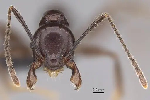 Pheidole mahaboensis specimen CASENT0070926 image casent0070926_3