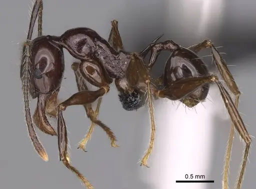 Pheidole mahaboensis specimen CASENT0070926 image casent0070926_4