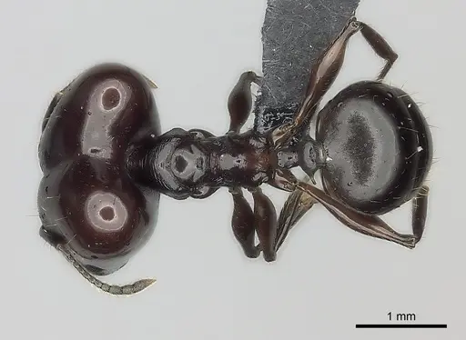 Pheidole mahaboensis specimen CASENT0456251 image casent0456251_1