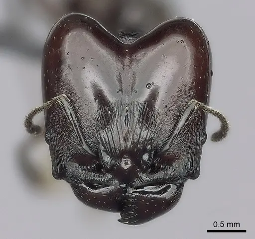 Pheidole mahaboensis specimen CASENT0456251 image casent0456251_2