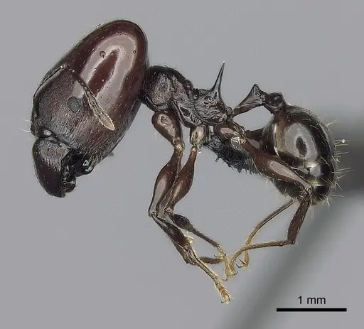 Pheidole mahaboensis specimen CASENT0456251 image casent0456251_3