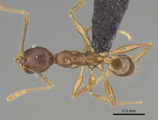 Pheidole mahamavo specimen CASENT0455922 image casent0455922_1