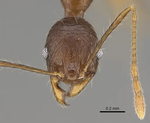 Pheidole mahamavo specimen CASENT0455922 image casent0455922_2