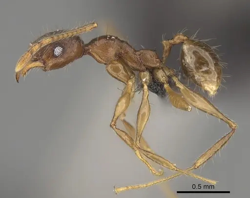 Pheidole mahamavo specimen CASENT0455922 image casent0455922_3