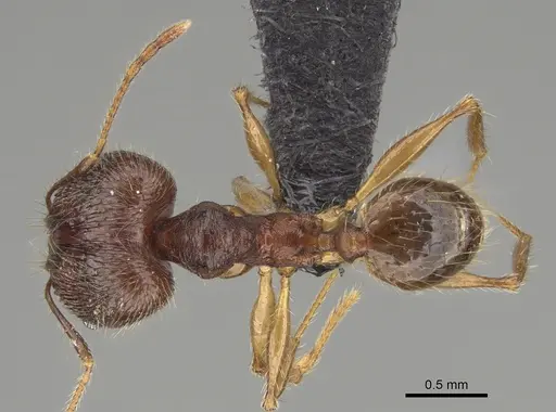 Pheidole mahamavo specimen CASENT0923292 image casent0923292_1