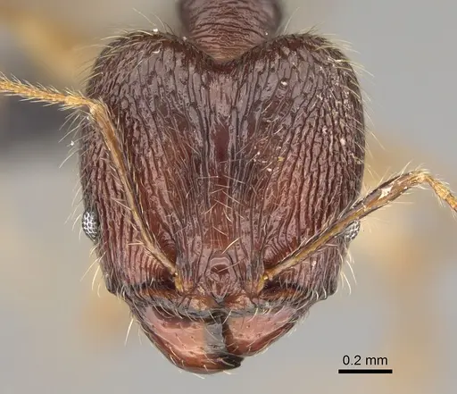 Pheidole mahamavo specimen CASENT0923292 image casent0923292_2