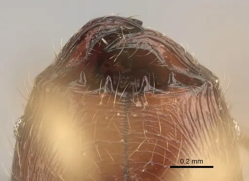 Pheidole mahamavo specimen CASENT0923292 image casent0923292_3