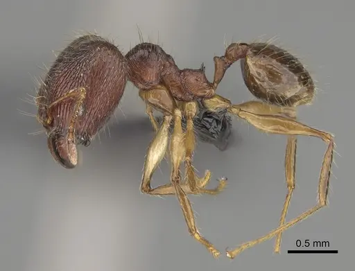 Pheidole mahamavo specimen CASENT0923292 image casent0923292_4