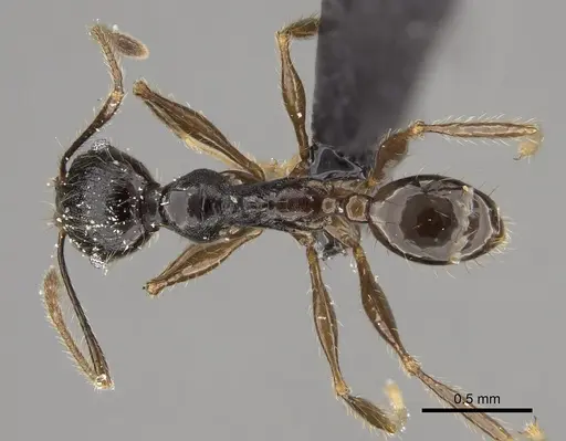 Pheidole mainty specimen CASENT0809553 image casent0809553_1