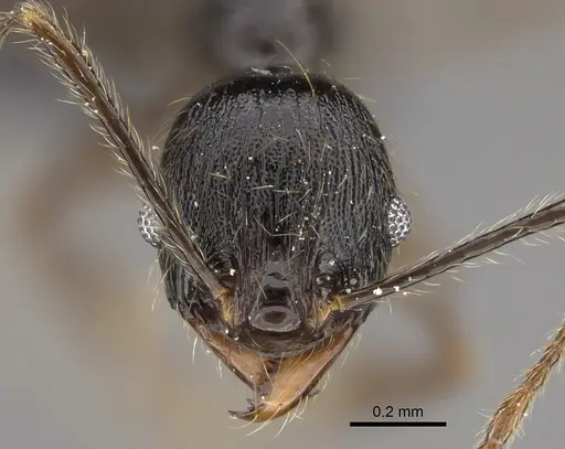 Pheidole mainty specimen CASENT0809553 image casent0809553_2