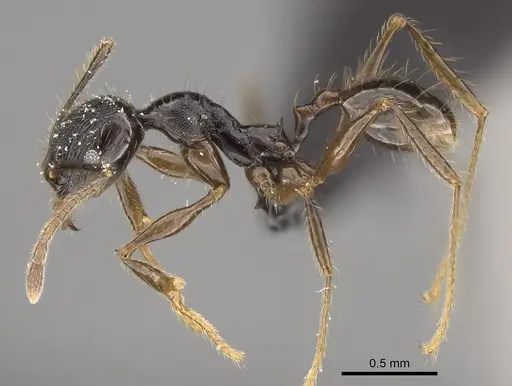 Pheidole mainty specimen CASENT0809553 image casent0809553_3