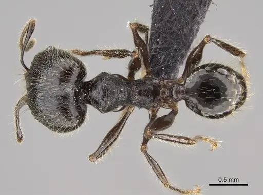 Pheidole mainty specimen CASENT0923261 image casent0923261_1