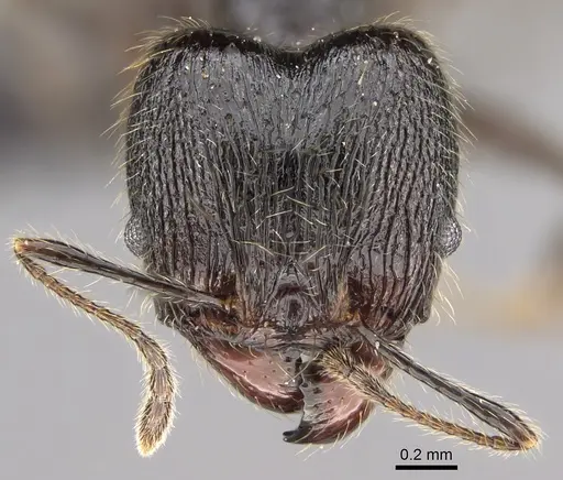 Pheidole mainty specimen CASENT0923261 image casent0923261_2