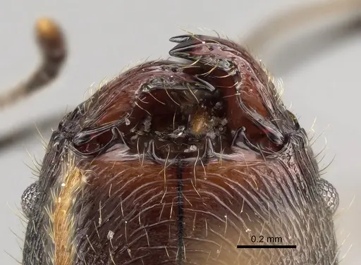 Pheidole mainty specimen CASENT0923261 image casent0923261_3